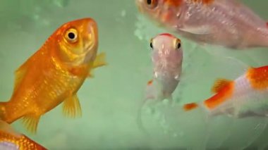 Carassius akvaryumu ya da akvaryum su tankında yüzen beyaz, kırmızı ve turuncu balıklar. Süslü balık akvaryumunda yapay ışıklar, multimedya içeriği oluşturmaya yarar.