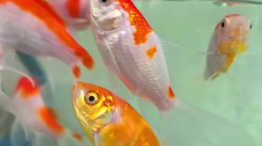 Carassius akvaryumu ya da akvaryum su tankında yüzen beyaz, kırmızı ve turuncu balıklar. Süslü balık akvaryumunda yapay ışıklar, multimedya içeriği oluşturmaya yarar.