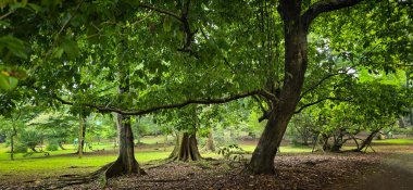 Ağaçlar ve çevresi taze dallar ve dallar, yeşil yapraklı nemli ve nemli ormanı canlandırmak için kahverengi ve yeşil renkler, multimedya içeriği yaratmak için iyidir.