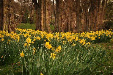 Ağaçlar ve çevresi taze dallar ve dallar, yeşil yapraklı nemli ve nemli ormanı canlandırmak için kahverengi ve yeşil renkler, multimedya içeriği yaratmak için iyidir.