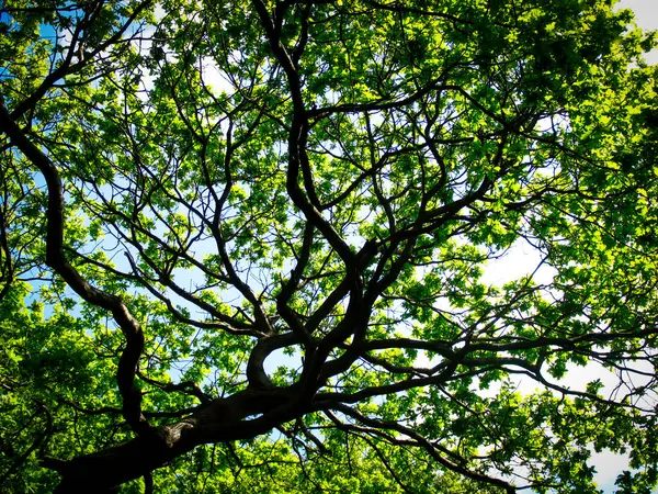 Ağaçlar ve çevresi taze dallar ve dallar, yeşil yapraklı nemli ve nemli ormanı canlandırmak için kahverengi ve yeşil renkler, multimedya içeriği yaratmak için iyidir.