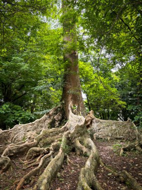 Ağacın olağanüstü şekli ve çevrenin taze dalları ve dalları, yeşil yapraklı nemli ve nemli ormanı canlandırmak için kahverengi ve yeşil renkler, multimedya içeriği yaratmak için iyidir.