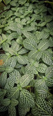 Taze yeşil tropikal yapraklar veya yaprak arkaplanı, botanik ve doğal yaprak temalı duvar kağıdı arkaplanı doğal multimedya içeriği oluşturma için iyidir