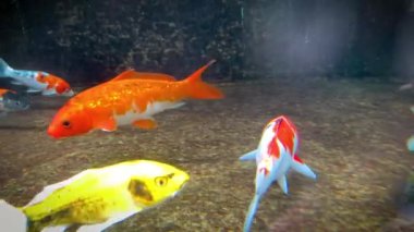 Canlı renkli koi balığı sürüsü zarif bir şekilde dingin bir gölette yüzüyor. Canlı ölçekleri ve desenleri berrak suyla vurgulanır. Huzurlu ve büyüleyici bir sahne yaratır. İçerik yaratmak için iyidir.