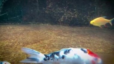 Canlı renkli koi balığı sürüsü zarif bir şekilde dingin bir gölette yüzüyor. Canlı ölçekleri ve desenleri berrak suyla vurgulanır. Huzurlu ve büyüleyici bir sahne yaratır. İçerik yaratmak için iyidir.