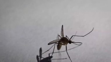 Beyaz kağıda sarılan sivrisinekler Aedes aegypti sivrisinekleridir. Tehlikeli bir sivrisineği kapatın. Sıtma gibi tehlikeli hastalıklar yaratın. Multimedya içeriği oluşturmada iyidir.