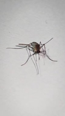 Beyaz kağıda sarılan sivrisinekler Aedes aegypti sivrisinekleridir. Tehlikeli bir sivrisineği kapatın. Sıtma gibi tehlikeli hastalıklar yaratın. Multimedya içeriği oluşturmada iyidir.