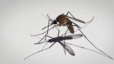 Beyaz kağıda sarılan sivrisinekler Aedes aegypti sivrisinekleridir. Tehlikeli bir sivrisineği kapatın. Sıtma gibi tehlikeli hastalıklar yaratın. Multimedya içeriği oluşturmada iyidir.