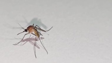Beyaz kağıda sarılan sivrisinekler Aedes aegypti sivrisinekleridir. Tehlikeli bir sivrisineği kapatın. Sıtma gibi tehlikeli hastalıklar yaratın. Multimedya içeriği oluşturmada iyidir.