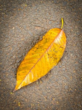 parlak kurumuş portakaldan açık kahverengi yaprağa uzanan arka planda dinlenen, karmaşık damar ve dokuları gösteren, sonbaharın güzelliğini ve değişimini sembolize eden, multimedya içeriği oluşturma geçmişiniz için iyi