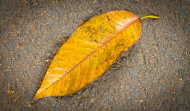 parlak kurumuş portakaldan açık kahverengi yaprağa uzanan arka planda dinlenen, karmaşık damar ve dokuları gösteren, sonbaharın güzelliğini ve değişimini sembolize eden, multimedya içeriği oluşturma geçmişiniz için iyi