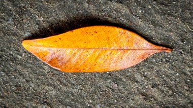 parlak kurumuş portakaldan açık kahverengi yaprağa uzanan arka planda dinlenen, karmaşık damar ve dokuları gösteren, sonbaharın güzelliğini ve değişimini sembolize eden, multimedya içeriği oluşturma geçmişiniz için iyi