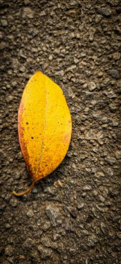 parlak kurumuş portakaldan açık kahverengi yaprağa uzanan arka planda dinlenen, karmaşık damar ve dokuları gösteren, sonbaharın güzelliğini ve değişimini sembolize eden, multimedya içeriği oluşturma geçmişiniz için iyi