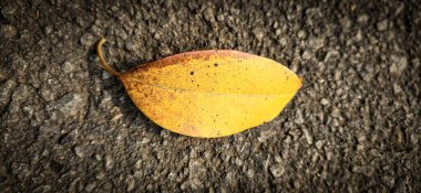 parlak kurumuş portakaldan açık kahverengi yaprağa uzanan arka planda dinlenen, karmaşık damar ve dokuları gösteren, sonbaharın güzelliğini ve değişimini sembolize eden, multimedya içeriği oluşturma geçmişiniz için iyi