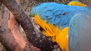 mavi ve sarı makav ya da Ara ararauna, detaylı bir yakın plan içinde mavi ve sarı bir papağan, canlı tüyler yumuşak, nötr arkaplan ile güzel kontrast, kuşun canlı görünüm ve ilginç ifade vurgulayan