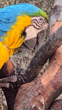 mavi ve sarı makav ya da Ara ararauna, detaylı bir yakın plan içinde mavi ve sarı bir papağan, canlı tüyler yumuşak, nötr arkaplan ile güzel kontrast, kuşun canlı görünüm ve ilginç ifade vurgulayan