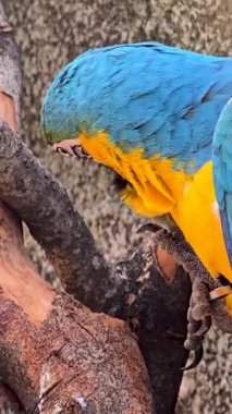 mavi ve sarı makav ya da Ara ararauna, detaylı bir yakın plan içinde mavi ve sarı bir papağan, canlı tüyler yumuşak, nötr arkaplan ile güzel kontrast, kuşun canlı görünüm ve ilginç ifade vurgulayan