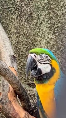 mavi ve sarı makav ya da Ara ararauna, detaylı bir yakın plan içinde mavi ve sarı bir papağan, canlı tüyler yumuşak, nötr arkaplan ile güzel kontrast, kuşun canlı görünüm ve ilginç ifade vurgulayan