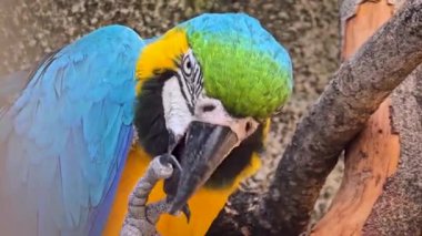 mavi ve sarı makav ya da Ara ararauna, detaylı bir yakın plan içinde mavi ve sarı bir papağan, canlı tüyler yumuşak, nötr arkaplan ile güzel kontrast, kuşun canlı görünüm ve ilginç ifade vurgulayan