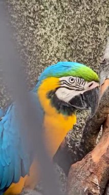 mavi ve sarı makav ya da Ara ararauna, detaylı bir yakın plan içinde mavi ve sarı bir papağan, canlı tüyler yumuşak, nötr arkaplan ile güzel kontrast, kuşun canlı görünüm ve ilginç ifade vurgulayan