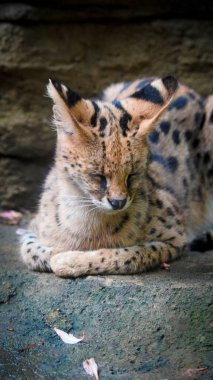 Güzel serval ya da Leptailurus serval bir kayanın üzerinde huzur içinde yatarak kendine özgü benekli kürkünü doğal bir ortamda sergiliyor. Bu vahşi kedinin zarafetini ve huzurunu yakalar.