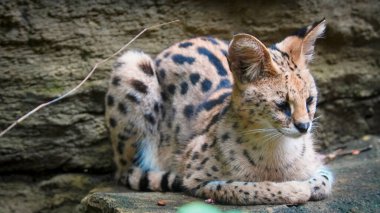 Güzel serval ya da Leptailurus serval bir kayanın üzerinde huzur içinde yatarak kendine özgü benekli kürkünü doğal bir ortamda sergiliyor. Bu vahşi kedinin zarafetini ve huzurunu yakalar.