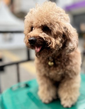 Şirin ve tüylü, sağlıklı, kaniş köpeği açık havada, sevgi dolu ve neşeli bir ifadeyle mutluluk saçan bir köpek resmedilmiş.