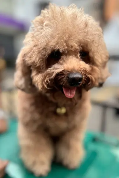 Şirin ve tüylü, sağlıklı, kaniş köpeği açık havada, sevgi dolu ve neşeli bir ifadeyle mutluluk saçan bir köpek resmedilmiş.