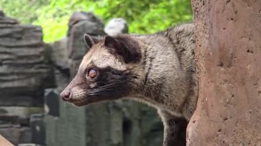 Asya palmiye misketi ya da yerliler Musang Pandan veya Luwak kahve üreticisi diyorlar. Latince adı paradoxurus hermafroditus. Ağaçta dinleniyor.