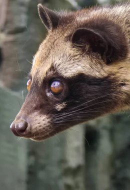 Asian palm civet or locals calls it Musang Pandan or Luwak coffee producer, latin name paradoxurus hermaphroditus, resting on a tree, showcasing its curious expression and distinct fur pattern clipart