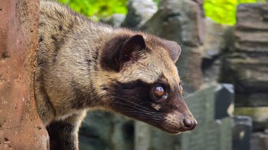 Asya palmiye misketi ya da yerliler Musang Pandan veya Luwak kahve üreticisi diyorlar. Latince adı paradoxurus hermafroditus. Ağaçta dinleniyor.