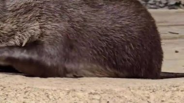 Nehir kıyısında yaşayan oyuncu su samuru ya da Aonyx cinereus olarak da bilinir. Eşi, vahşi yaşam içeriği, şirin, memeli, su samuru ile birlikte karmaşık kürk dokusunu ve doğal ortamını sergiler., 