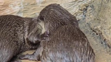 Nehir kıyısında yaşayan oyuncu su samuru ya da Aonyx cinereus olarak da bilinir. Eşi, vahşi yaşam içeriği, şirin, memeli, su samuru ile birlikte karmaşık kürk dokusunu ve doğal ortamını sergiler., 