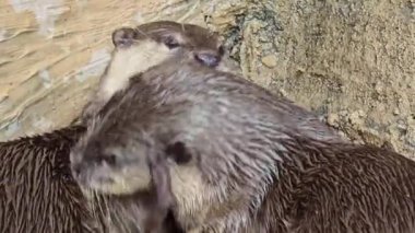 Nehir kıyısında yaşayan oyuncu su samuru ya da Aonyx cinereus olarak da bilinir. Eşi, vahşi yaşam içeriği, şirin, memeli, su samuru ile birlikte karmaşık kürk dokusunu ve doğal ortamını sergiler., 