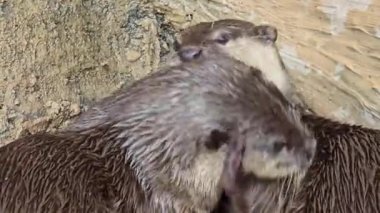 Nehir kıyısında yaşayan oyuncu su samuru ya da Aonyx cinereus olarak da bilinir. Eşi, vahşi yaşam içeriği, şirin, memeli, su samuru ile birlikte karmaşık kürk dokusunu ve doğal ortamını sergiler., 