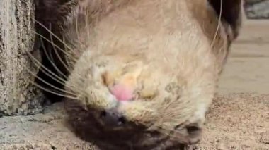 Nehir kıyısında yaşayan oyuncu su samuru ya da Aonyx cinereus olarak da bilinir. Eşi, vahşi yaşam içeriği, şirin, memeli, su samuru ile birlikte karmaşık kürk dokusunu ve doğal ortamını sergiler., 