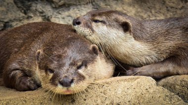 Nehir kıyısında yaşayan oyuncu su samuru ya da Aonyx cinereus olarak da bilinir. Eşi, vahşi yaşam içeriği, şirin, memeli, su samuru ile birlikte karmaşık kürk dokusunu ve doğal ortamını sergiler.,