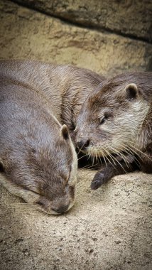 Nehir kıyısında yaşayan oyuncu su samuru ya da Aonyx cinereus olarak da bilinir. Eşi, vahşi yaşam içeriği, şirin, memeli, su samuru ile birlikte karmaşık kürk dokusunu ve doğal ortamını sergiler.,