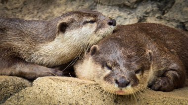 Nehir kıyısında yaşayan oyuncu su samuru ya da Aonyx cinereus olarak da bilinir. Eşi, vahşi yaşam içeriği, şirin, memeli, su samuru ile birlikte karmaşık kürk dokusunu ve doğal ortamını sergiler.,