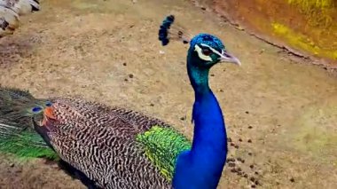 harika ve güzel Peacock veya Pavo kriterleri dişi tavus kuşunu çekmek için renkli kuyruk tüylerini sergiliyor, multimedya içeriği oluşturmada iyi