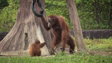 Doğal ortamlarında nesli tükenmekte olan egzotik Orangutan, neşeli görünüyor ve hareketli ve yemyeşil ile çevrili. Orangutan 'ın orman ortamında aile bağları ve yaban hayatının korunması hayvan içeriği oluşturmaya yarar.