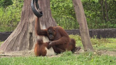 Doğal ortamlarında nesli tükenmekte olan egzotik Orangutan, neşeli görünüyor ve hareketli ve yemyeşil ile çevrili. Orangutan 'ın orman ortamında aile bağları ve yaban hayatının korunması hayvan içeriği oluşturmaya yarar.