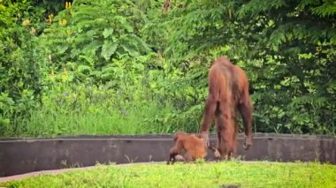 Doğal ortamlarında Orangutan, neşeli görünüyor ve hareketli ve yemyeşil ile çevrili. Orangutanların orman ortamında aile bağları ve vahşi yaşam korunması gösteriliyor.
