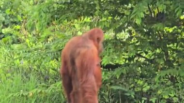 Doğal ortamlarında Orangutan, neşeli görünüyor ve hareketli ve yemyeşil ile çevrili. Orangutanların orman ortamında aile bağları ve vahşi yaşam korunması gösteriliyor.