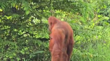 Doğal ortamlarında Orangutan, neşeli görünüyor ve hareketli ve yemyeşil ile çevrili. Orangutanların orman ortamında aile bağları ve vahşi yaşam korunması gösteriliyor.
