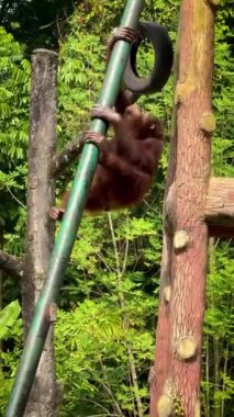 Doğal ortamlarında Orangutan, neşeli görünüyor ve hareketli ve yemyeşil ile çevrili. Orangutanların orman ortamında aile bağları ve vahşi yaşam korunması gösteriliyor.