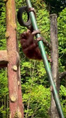 Doğal ortamlarında Orangutan, neşeli görünüyor ve hareketli ve yemyeşil ile çevrili. Orangutanların orman ortamında aile bağları ve vahşi yaşam korunması gösteriliyor.