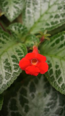 Vibrant flame violet or in latin episcia cupreata hook hanst red orange flower blooms amidst detailed green leaves, showcasing the stunning patterns of nature, good for nature content creation clipart