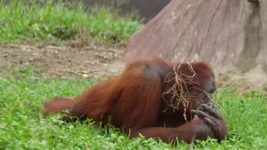 Sumatra orangutanı ya da Pongo abelii 'nin yemyeşil bir yaşam ortamındaki doğal yaşam davranışlarını vurgulayan sakin görüntüsü. Sumatran orangutanı Sumatra' ya özgüdür ve kritik derecede tehlikededir. Güzel canlı kızıl saçlar.