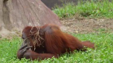 Sumatra orangutanı ya da Pongo abelii 'nin yemyeşil bir yaşam ortamındaki doğal yaşam davranışlarını vurgulayan sakin görüntüsü. Sumatran orangutanı Sumatra' ya özgüdür ve kritik derecede tehlikededir. Güzel canlı kızıl saçlar.